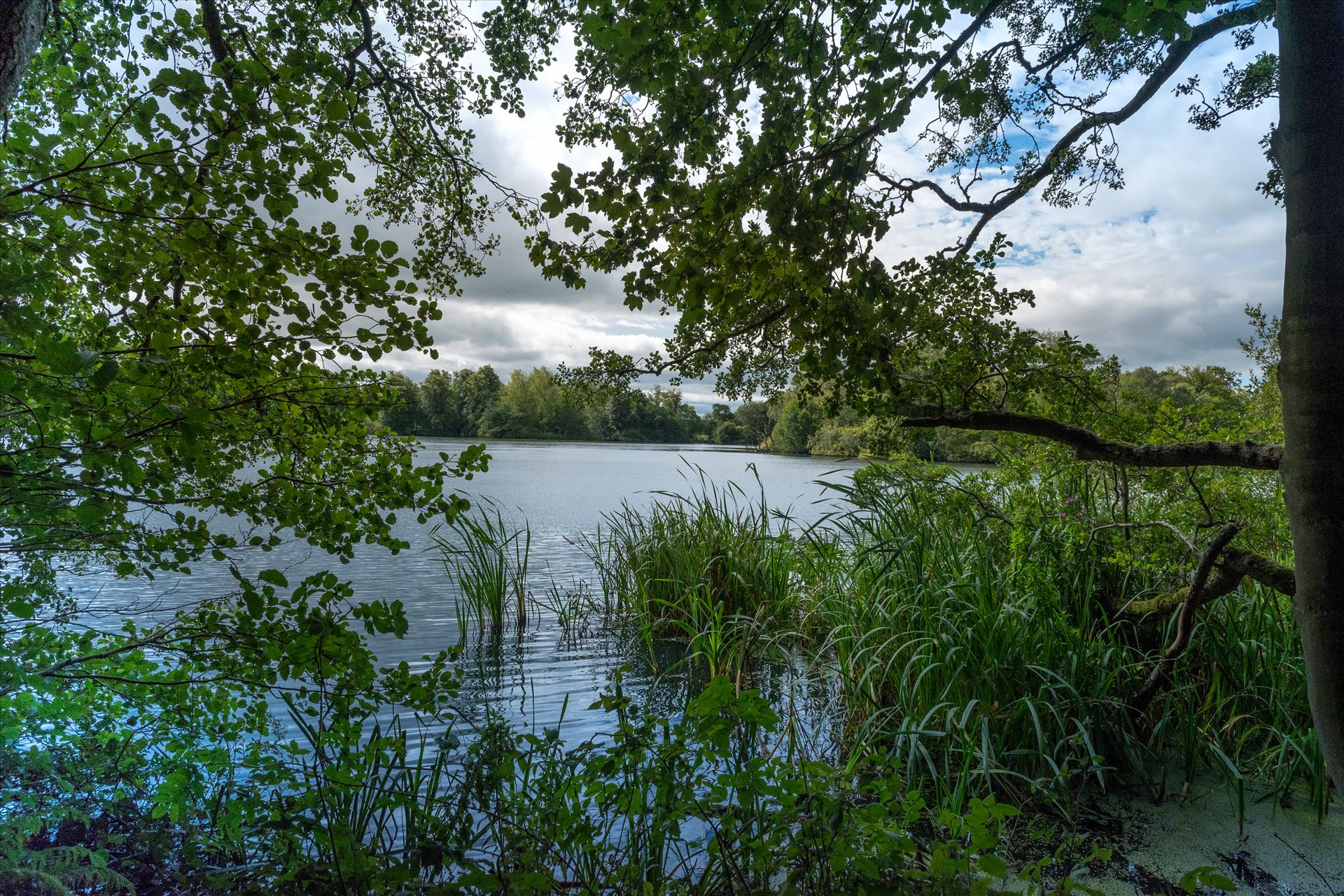 \'Bolam Lake through the Trees\' -  by Graham Dobson Photography